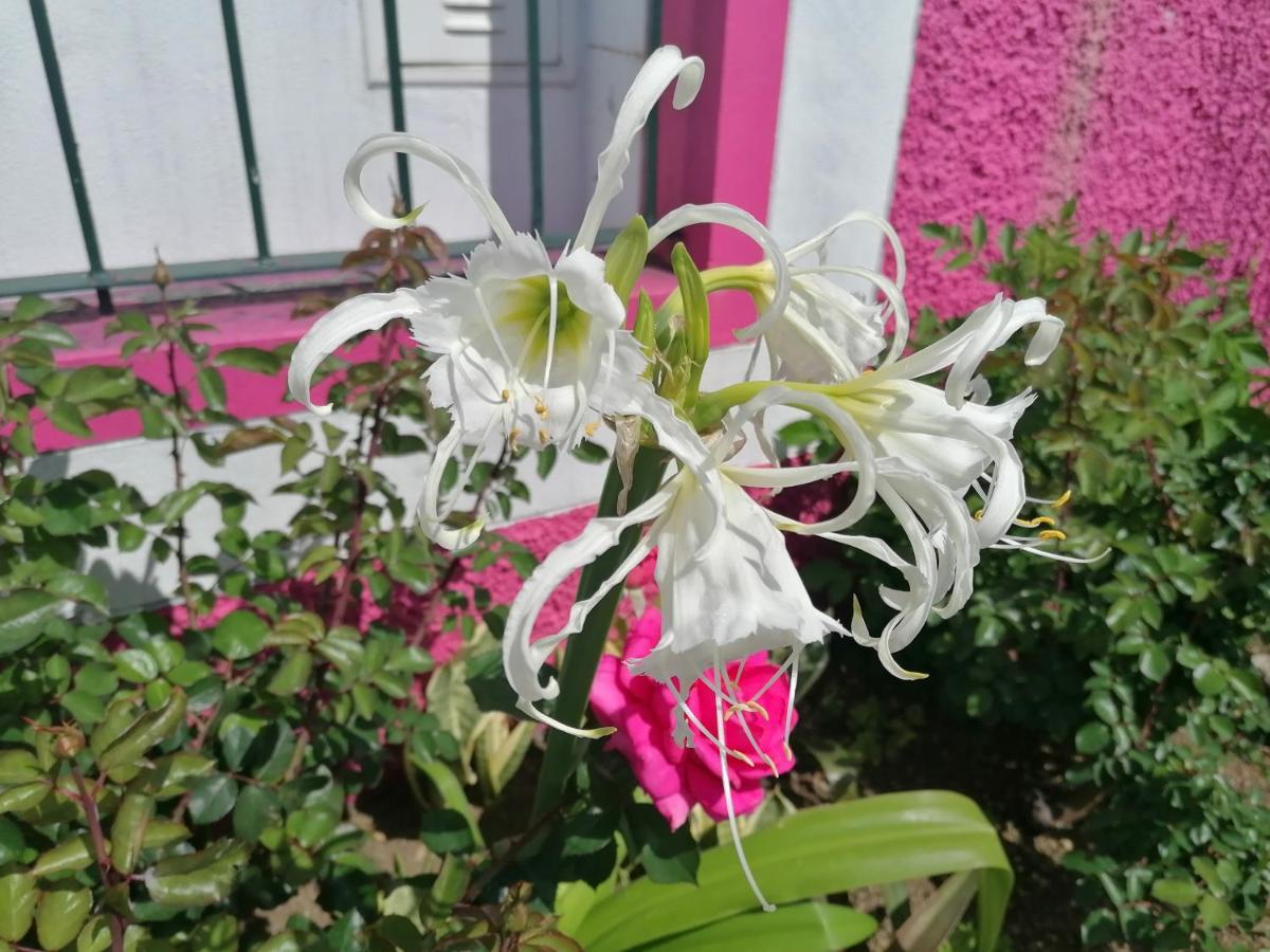 Westerland House Ribeira Brava Luaran gambar